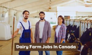 Dairy Farm Jobs In Canada 2025