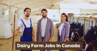 Dairy Farm Jobs In Canada 2025